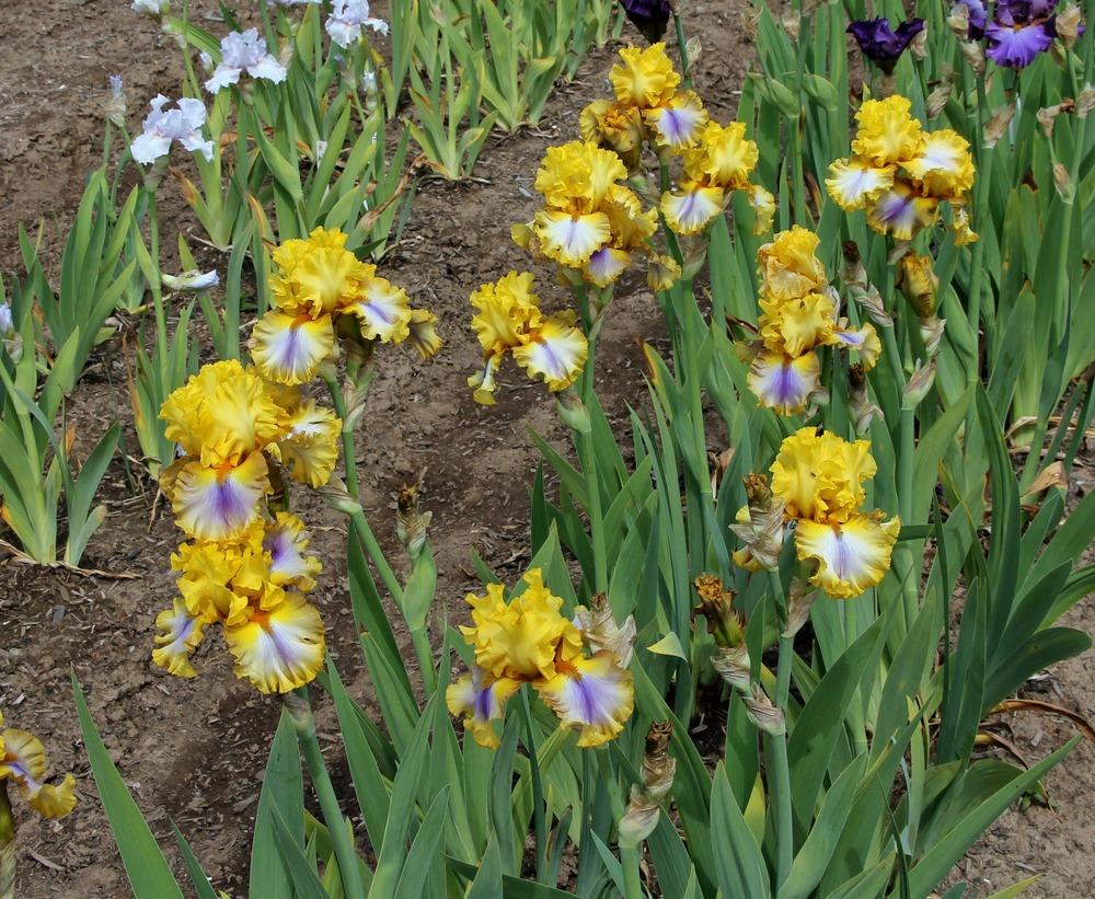 Photo of Tall Bearded Iris (Iris 'Good Morning Sunshine') uploaded by ARUBA1334