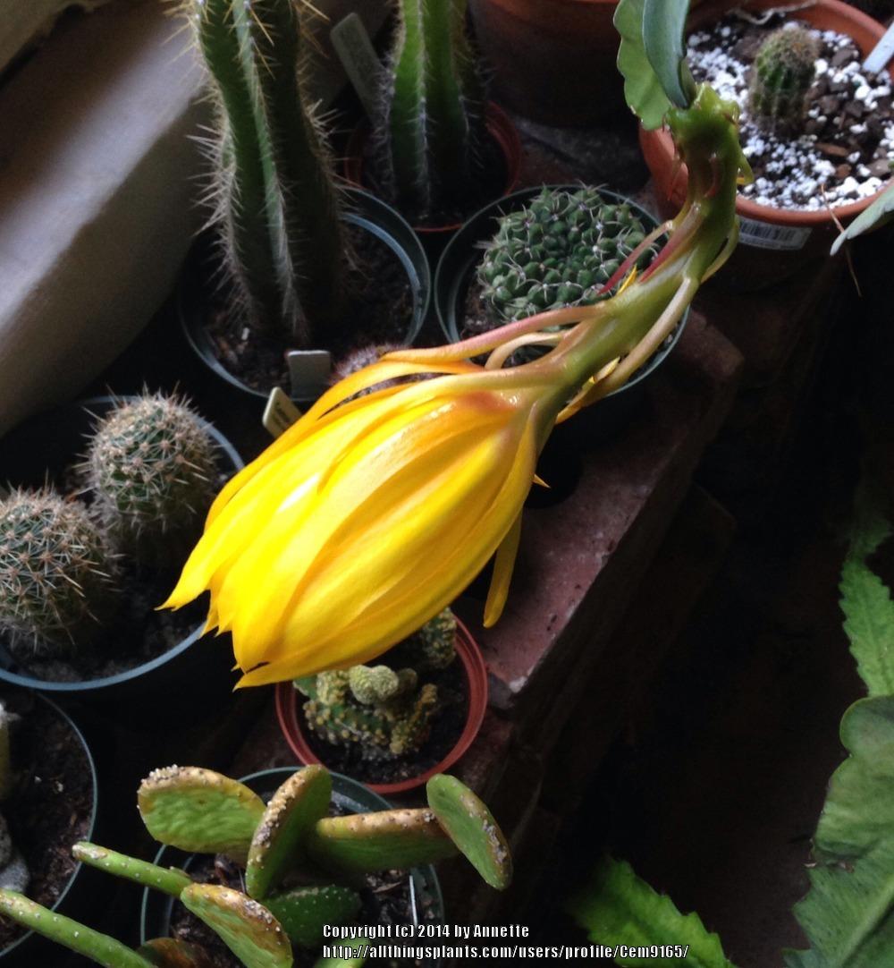 Photo of Hybrid Epiphyllum (Epiphyllum 'Morning Sunshine') uploaded by Cem9165