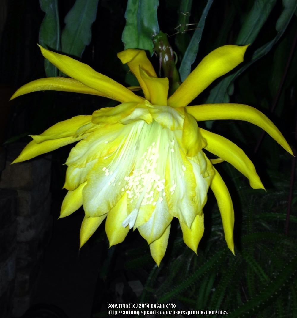 Photo of Hybrid Epiphyllum (Epiphyllum 'Morning Sunshine') uploaded by Cem9165