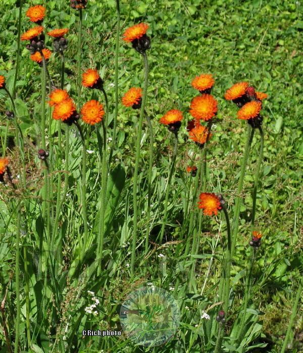 Photo of Orange Hawkweed (Pilosella aurantiaca subsp. aurantiaca) uploaded by Char
