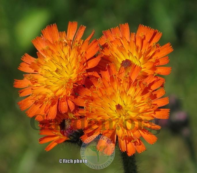 Photo of Orange Hawkweed (Pilosella aurantiaca subsp. aurantiaca) uploaded by Char