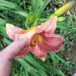Location: Kingsport, TN
Date: 2014-06-15
Showing the crimping & ruffling of daylily 'My Melinda'. Plant sh