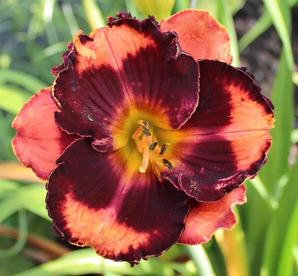 Photo of Daylily (Hemerocallis 'Check Me Out') uploaded by tink3472
