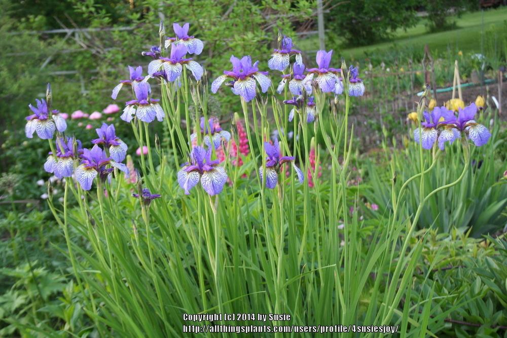 Photo of Siberian Iris (Iris 'Shaker's Prayer') uploaded by 4susiesjoy