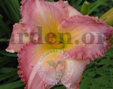 Photo of Daylily (Hemerocallis 'Angels in Newtown') uploaded by Char