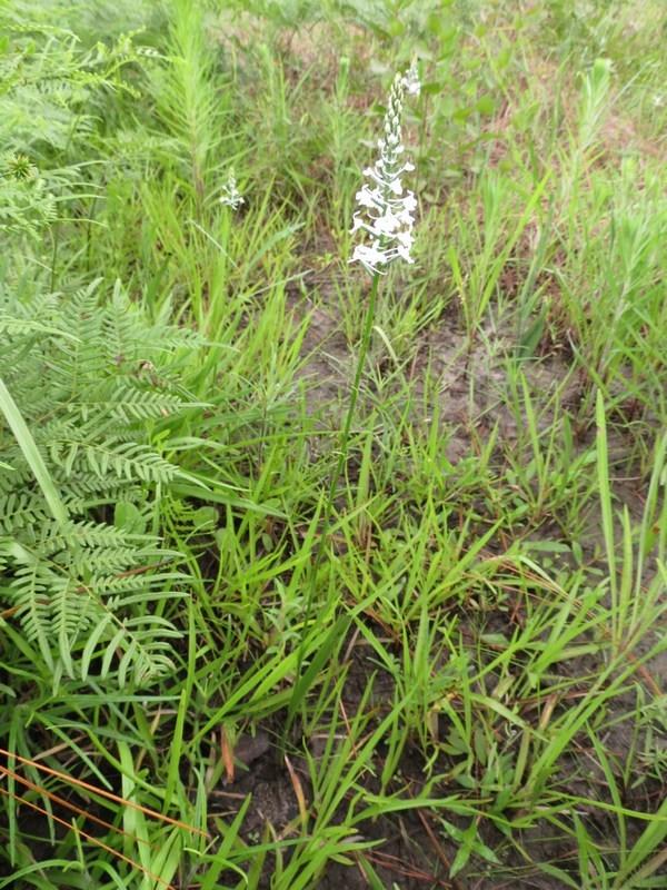 Photo of Snowy Orchid (Platanthera nivea) uploaded by Horntoad