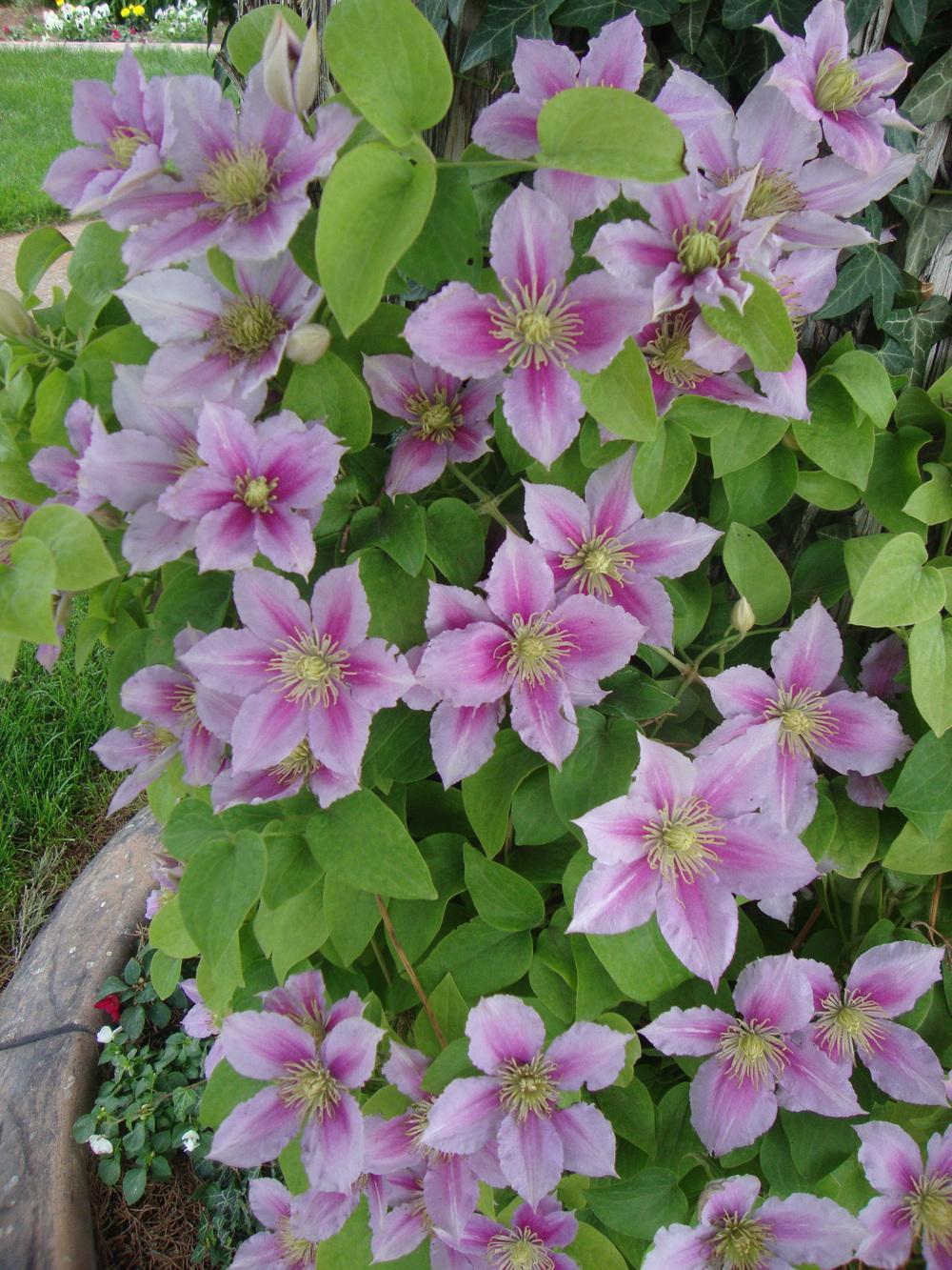 Photo of Clematis 'Piilu' uploaded by Paul2032