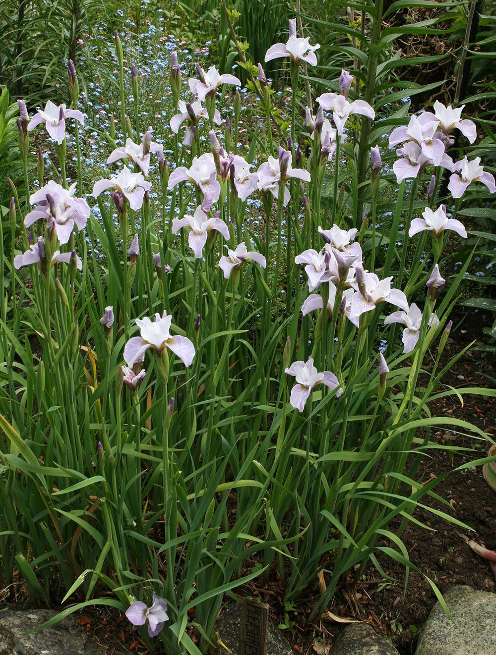 Photo of Siberian Iris (Iris 'Pleasures of May') uploaded by Pwinget