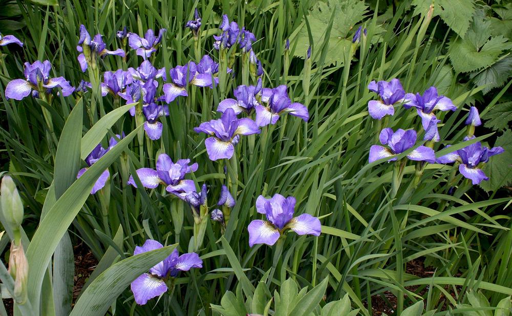 Photo of Siberian Iris (Iris 'Windwood Spring') uploaded by Pwinget