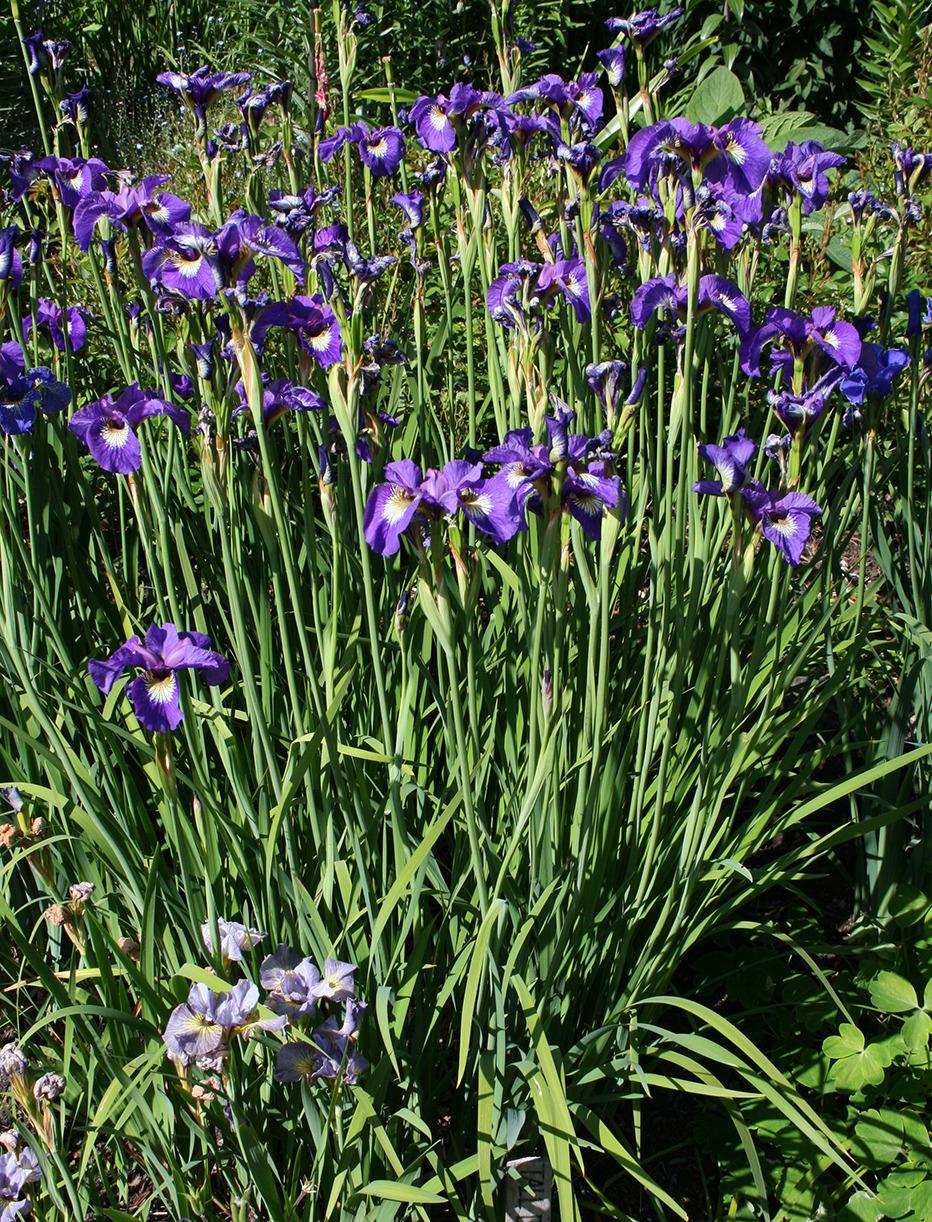 Photo of Siberian Iris (Iris 'Tall Dark and Handsome') uploaded by Pwinget