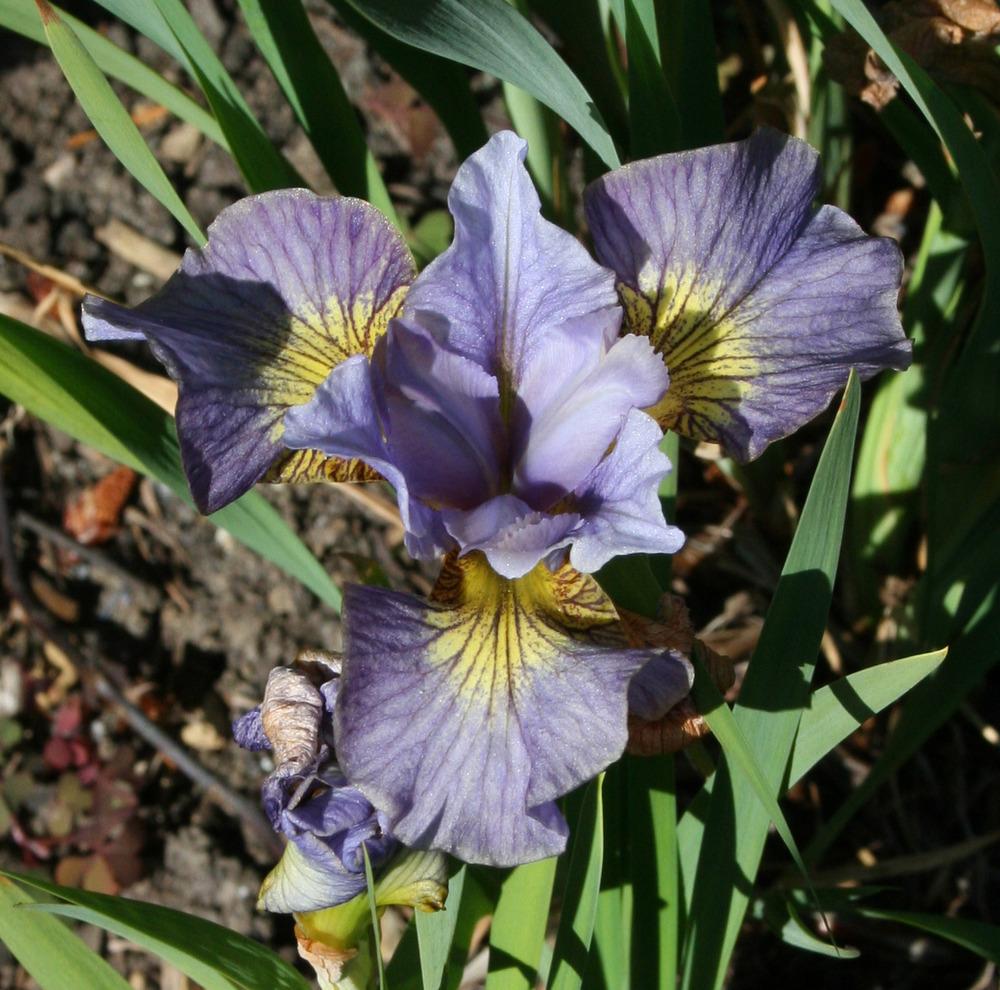 Photo of Siberian Iris (Iris 'Sun Comes Up') uploaded by Pwinget