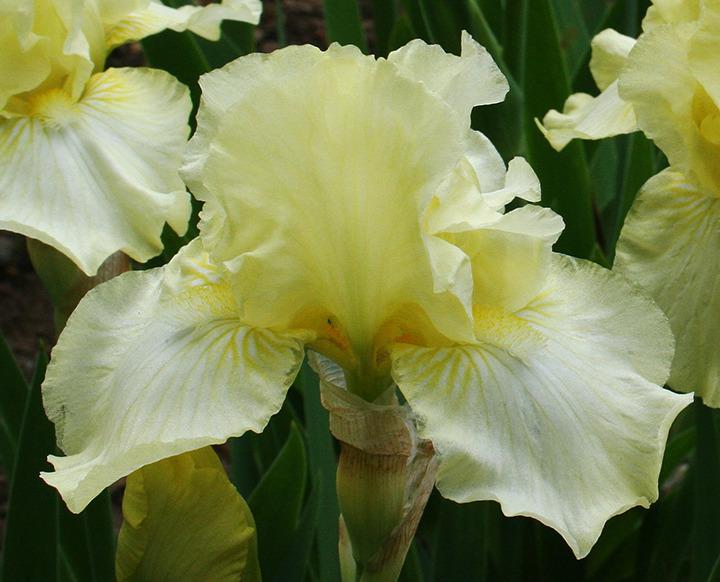 Photo of Intermediate Bearded Iris (Iris 'Maui Moonlight') uploaded by Pwinget