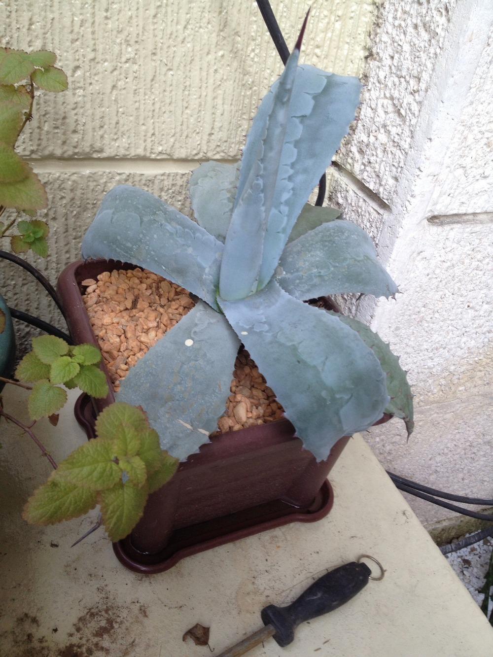Photo of Blue Agave (Agave americana subsp. protamericana 'Blue Steel') uploaded by Spitz