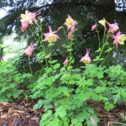 Location: East border
Date: June
Large flowers for a columbine