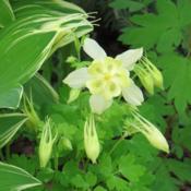 This is the only columbine cultivar that reblooms for me