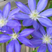 My best blooming clematis