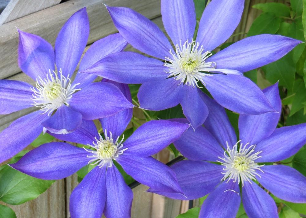 Photo of Clematis 'H.F. Young' uploaded by foraygardengirl