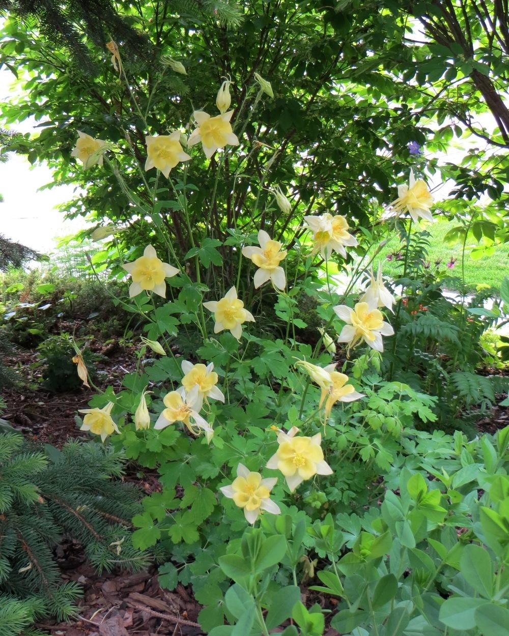 Photo of Columbine (Aquilegia coerulea Origami™ Yellow) uploaded by foraygardengirl
