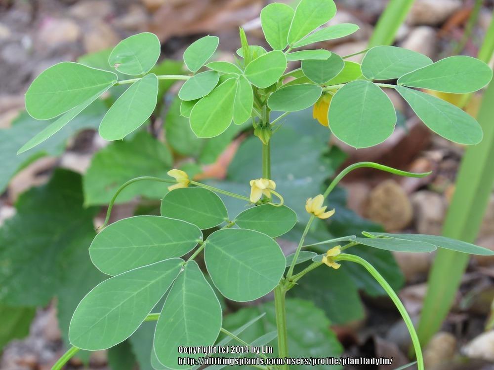 Photo of Sicklepod (Senna obtusifolia) uploaded by plantladylin