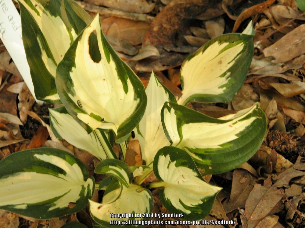 Photo of Hosta 'Fire and Ice' uploaded by Seedfork