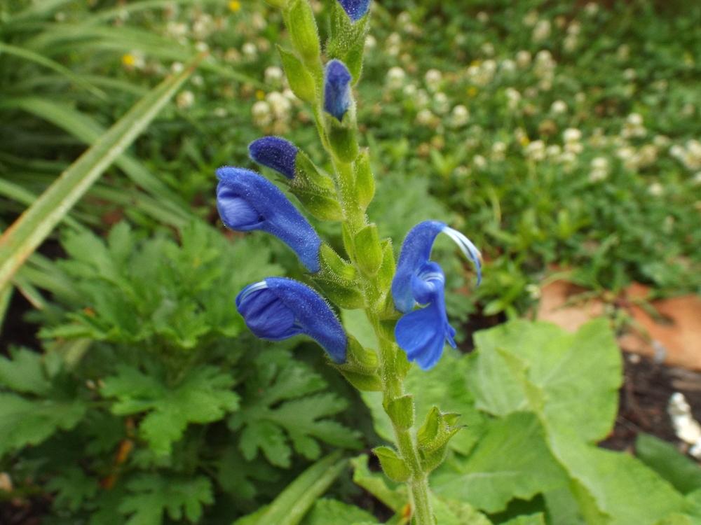 Photo of Salvia (Salvia macrophylla) uploaded by poisondartfrog