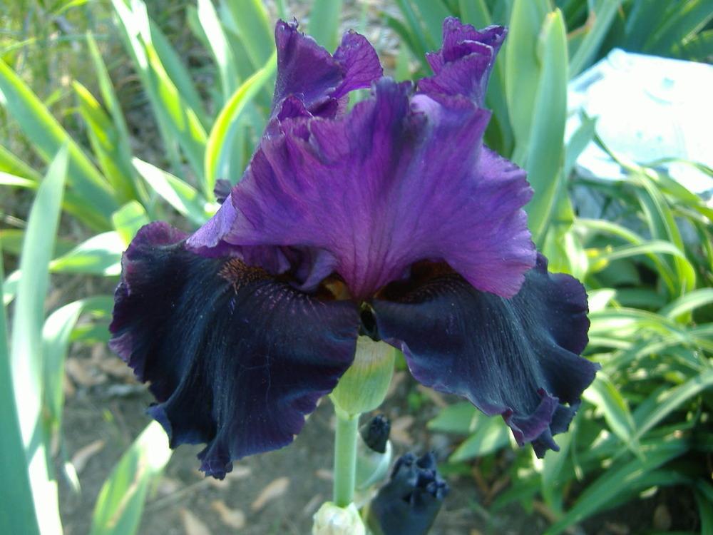 Photo of Tall Bearded Iris (Iris 'Storm Rider') uploaded by tveguy3