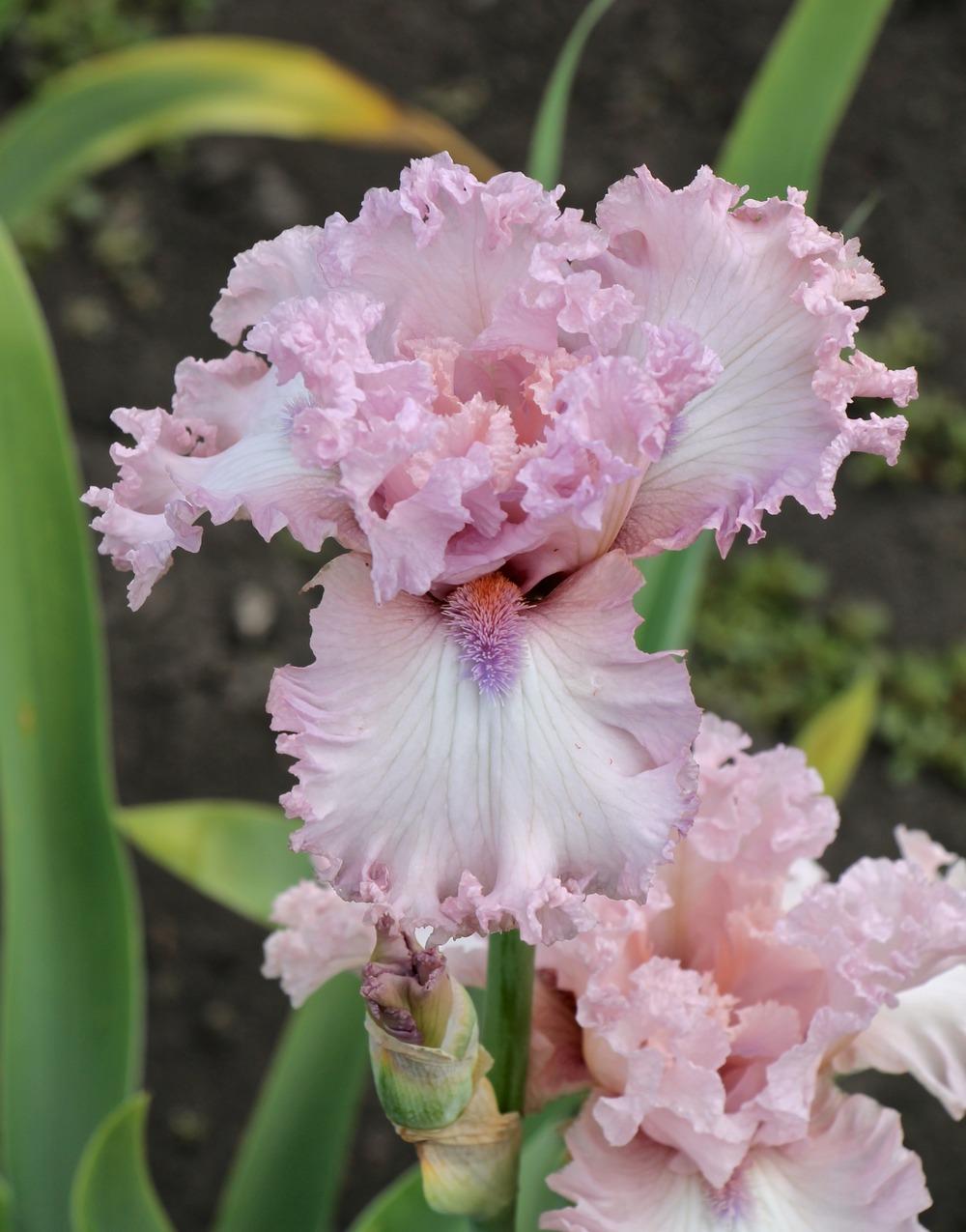 Photo of Tall Bearded Iris (Iris 'Fine Romance') uploaded by ARUBA1334