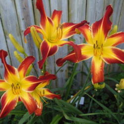Location: Middletown, Maryland
Date: 2013-07-14
This daylily was named after me by my cousin Jack