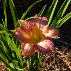 Location: home
Date: 2014-06-21
3 month old plant from Dan Hansen at Ladybug Daylilies