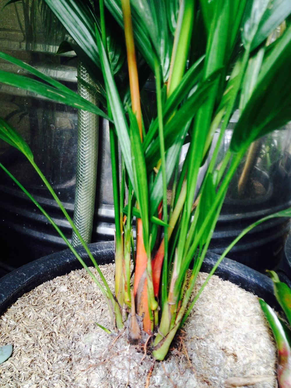 Photo of Red Sealing Wax Palm (Cyrtostachys renda) uploaded by Spitz