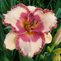 
Photo Courtesy of Marietta Daylily Gardens. Used with Permission.