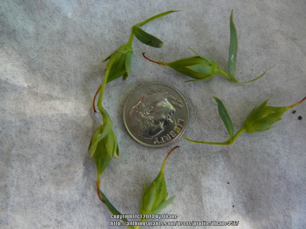 Photo of Small Foxglove (Digitalis lutea) uploaded by duane456