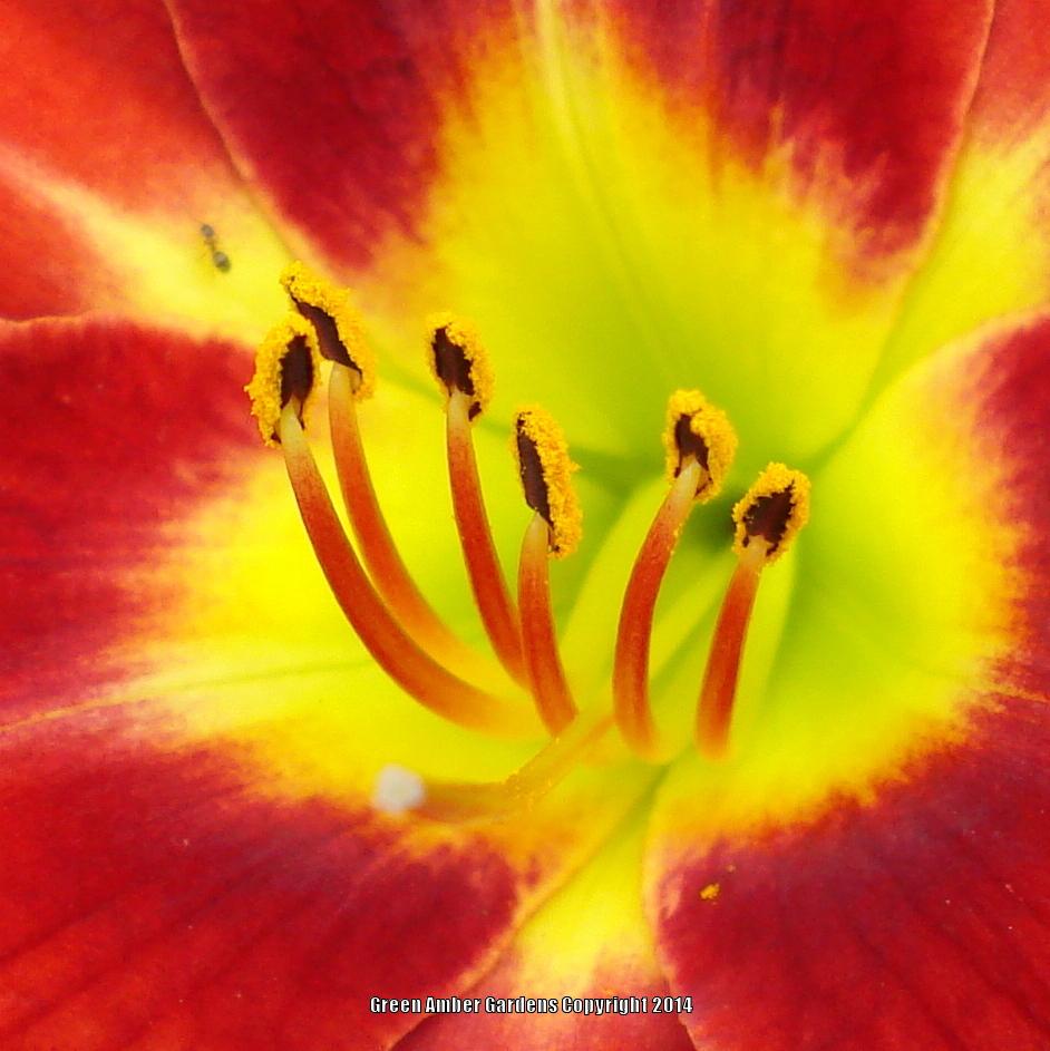 Photo of Daylily (Hemerocallis 'Passion for Red') uploaded by lovemyhouse