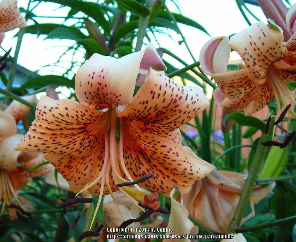 Photo of Lily (Lilium Tiger Babies) uploaded by pardalinum