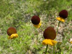 Thumb of 2014-06-21/wildflowers/52d294