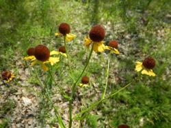 Thumb of 2014-06-21/wildflowers/65a730