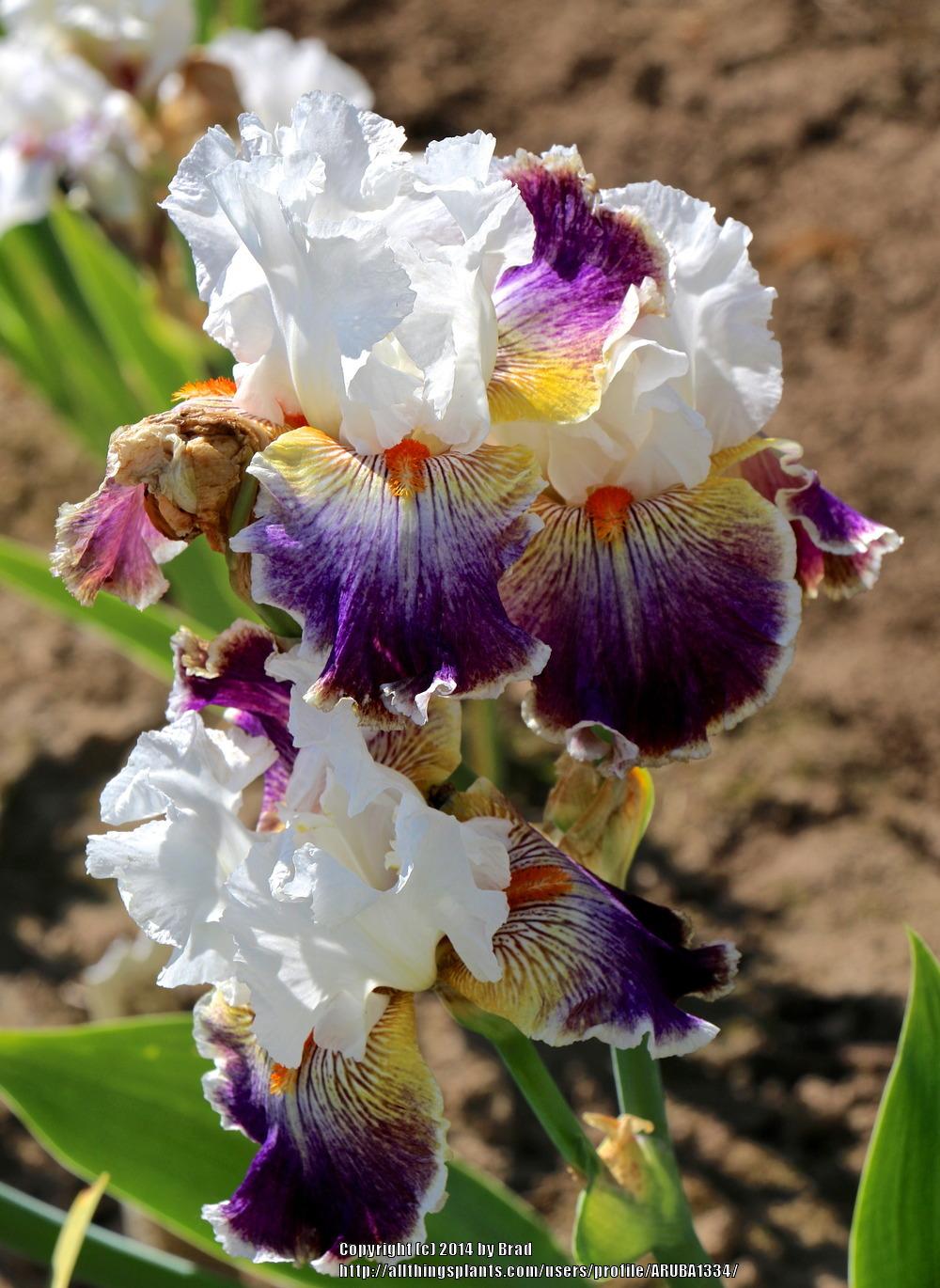 Photo of Tall Bearded Iris (Iris 'Mardi Gras Ball') uploaded by ARUBA1334