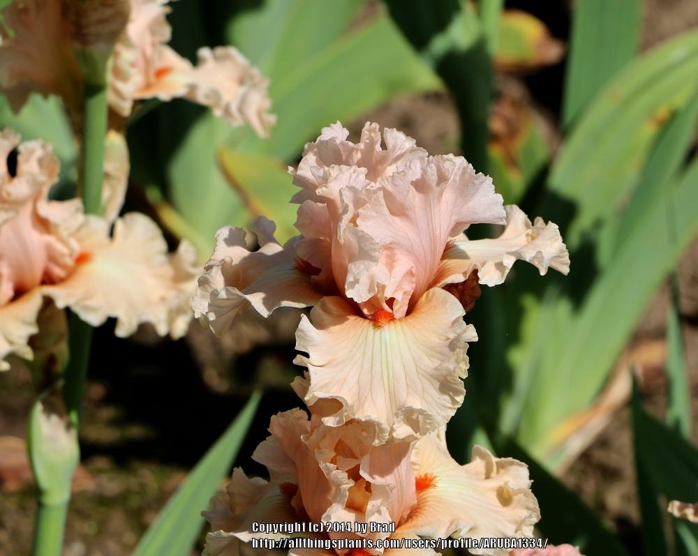 Photo of Tall Bearded Iris (Iris 'Coralina') uploaded by ARUBA1334