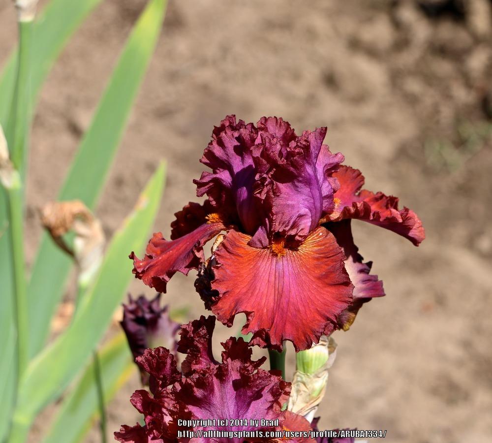 Photo of Tall Bearded Iris (Iris 'Ready for My Closeup') uploaded by ARUBA1334