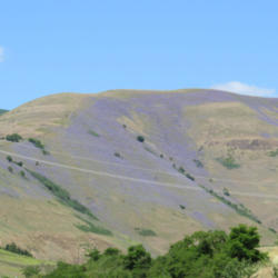 Location: Near Arrow, Idaho
Date: June 2014
The hills seem to be covered this year, making everything looks s