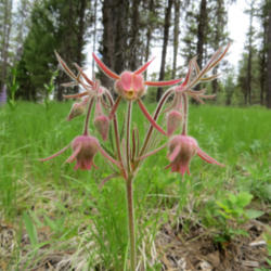 Location: In the woods near Zaza, Idaho
Date: 6-20-14
Closeup of the bloom