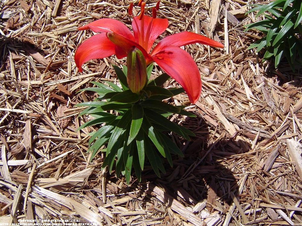 Photo of Lily (Lilium 'Crimson Pixie') uploaded by StaticAsh