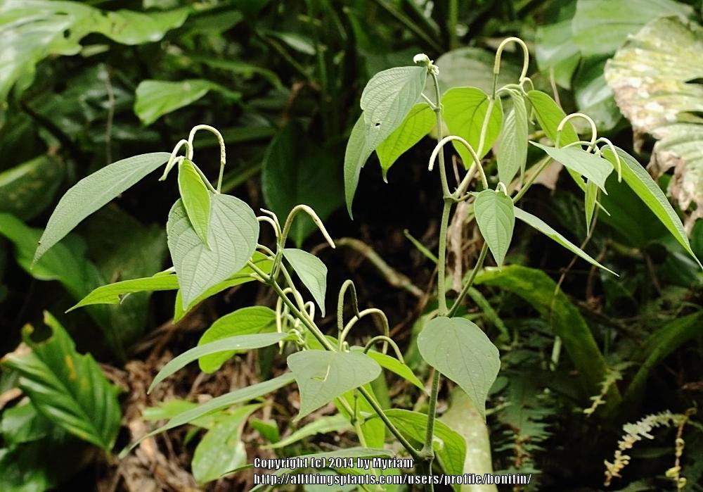 Photo of Spiked Pepper (Piper aduncum) uploaded by bonitin