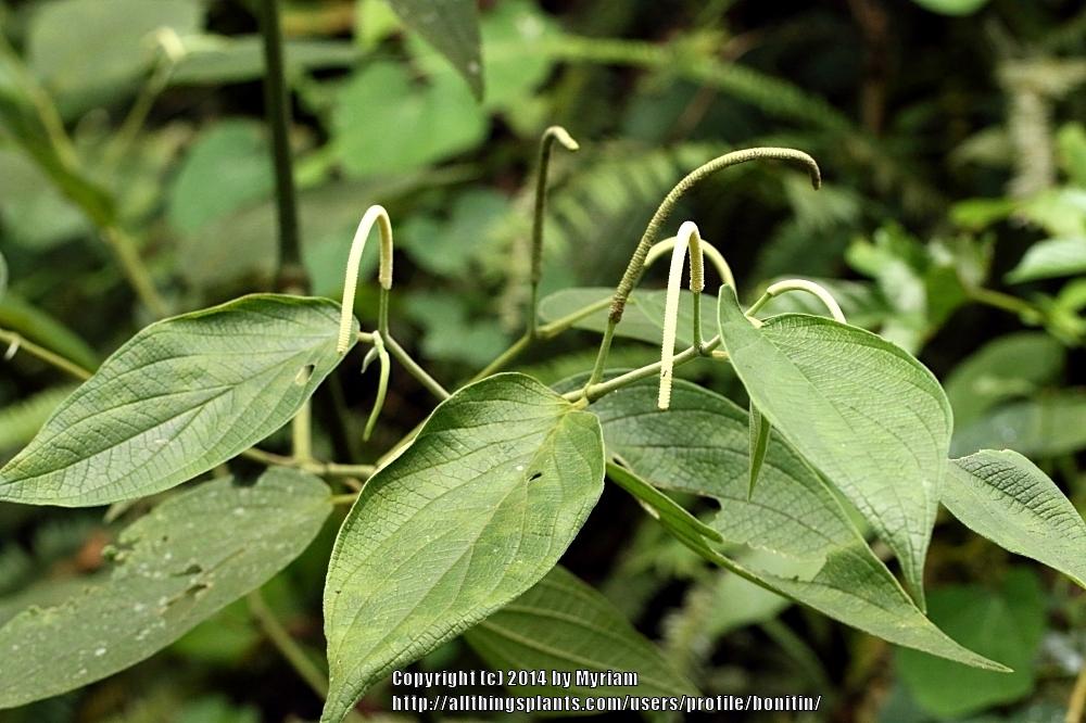 Photo of Spiked Pepper (Piper aduncum) uploaded by bonitin