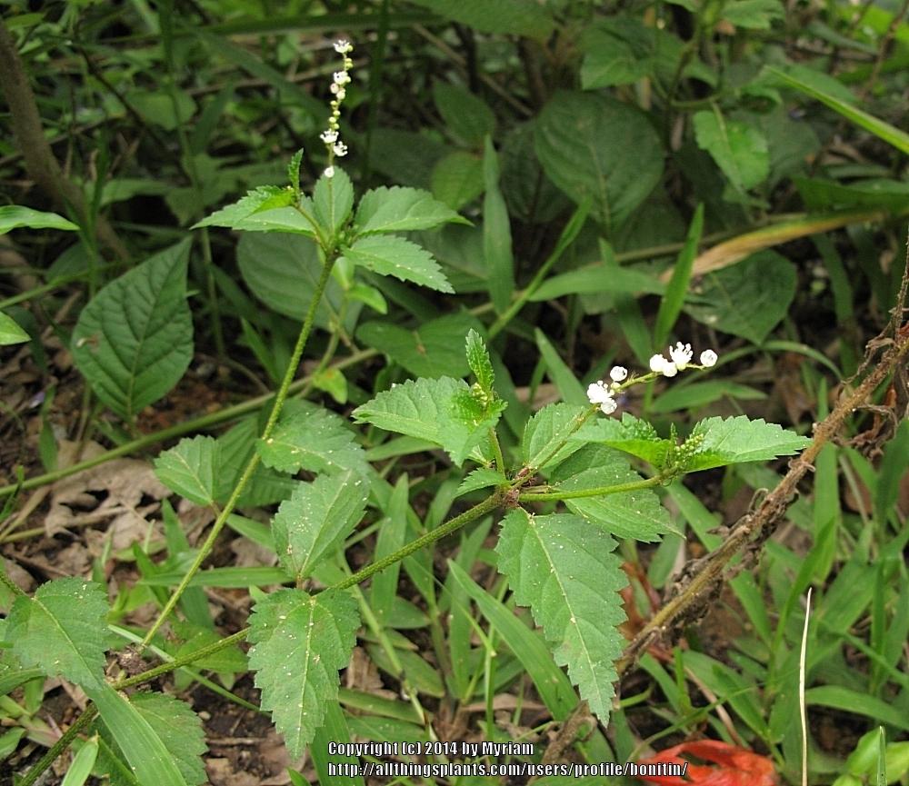 Photo of Tooth-Leaved Croton (Croton glandulosus) uploaded by bonitin