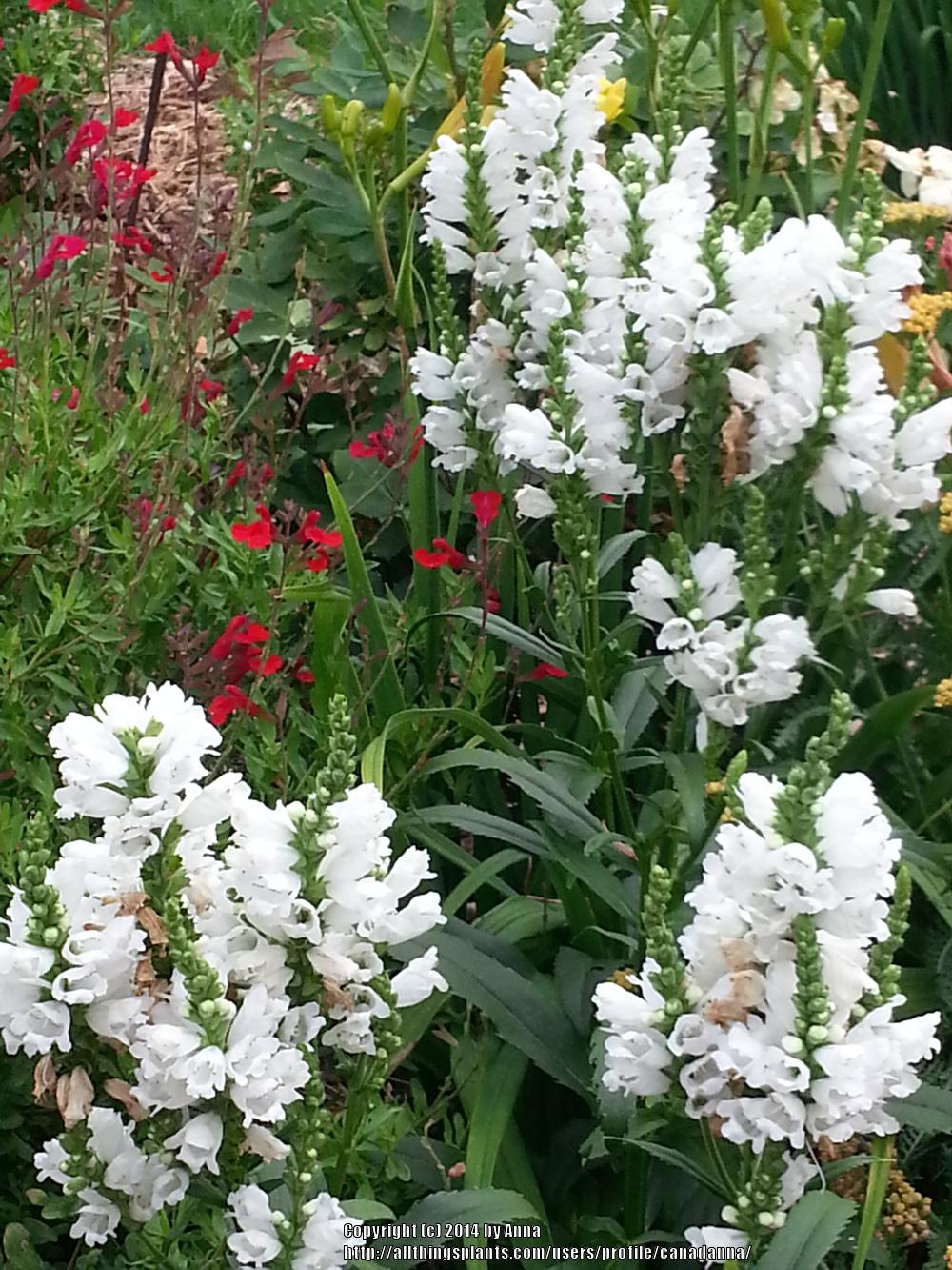 Photo of Obedient Plant (Physostegia virginiana 'Miss Manners') uploaded by canadanna