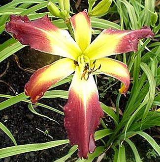Photo of Daylily (Hemerocallis 'Red Pennant') uploaded by chalyse
