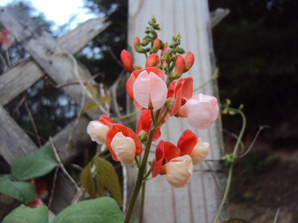 Photo of Runner Bean (Phaseolus coccineus 'Painted Lady') uploaded by poisondartfrog