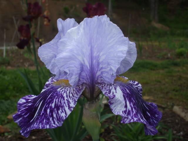 Photo of Tall Bearded Iris (Iris 'Millennium Falcon') uploaded by poisondartfrog