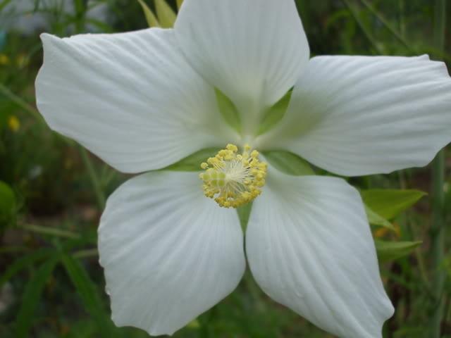 Photo of White Texas Star Hibiscus (Hibiscus coccineus 'Alba') uploaded by poisondartfrog